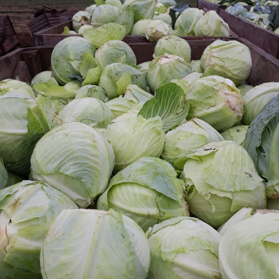 Аммон F1 семена капусты белокочанной в поле – фото 3