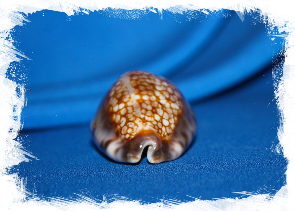 Ципрея макулифера (Mauritia maculifera)