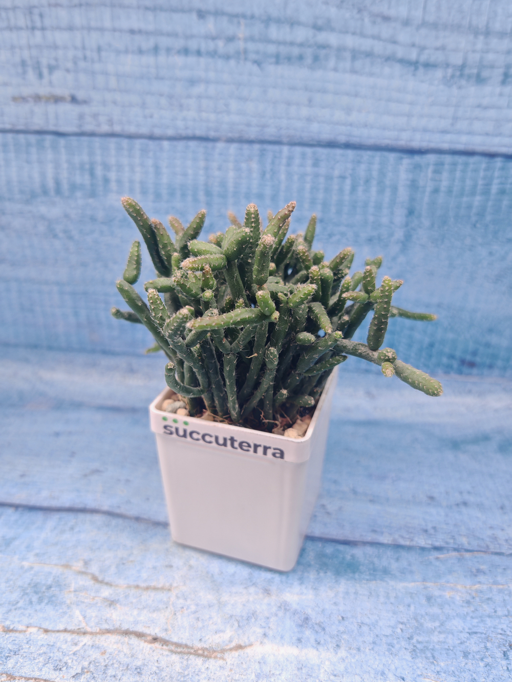 Rhipsalis Burchellii (Рипсалис)