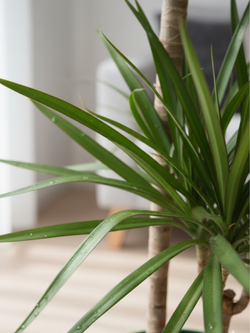 Драцена Маргината д.21