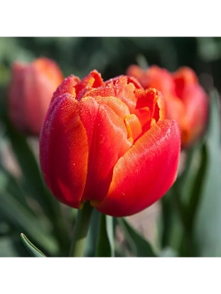 Тюльпаны пионовидные ,луковицы 12+ сорт ICOON красные (3шт)