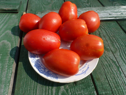 Помидоры - Amos Coli - Амос Коли