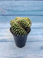 Gymnocalycium Spineless Crested form (Гимнокалициум Кристатный)