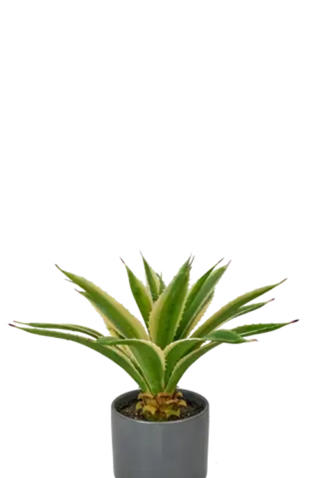 Агава Американская в кашпо