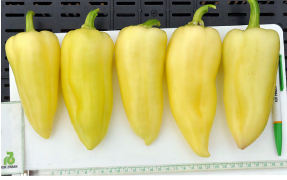 СНОУВАЙТ F1 семена перца сладкого (Rijk Zwaan | Alexagro) – фото 2