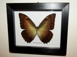Бабочка Morpho telemachus в рамке