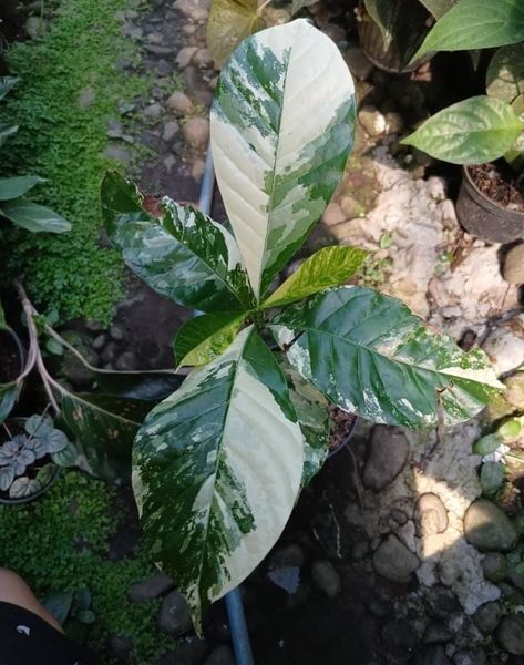 Вариегатный кофе