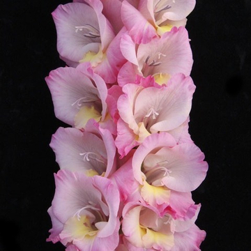 Гладиолус крупноцветковый Рапсодия