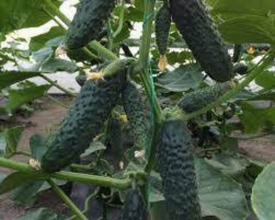 Огурец партенокарпический Лютояр F1