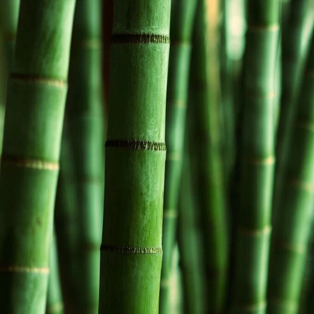 Отдушка CS - Гималайский Бамбук (Himalayan Bamboo)