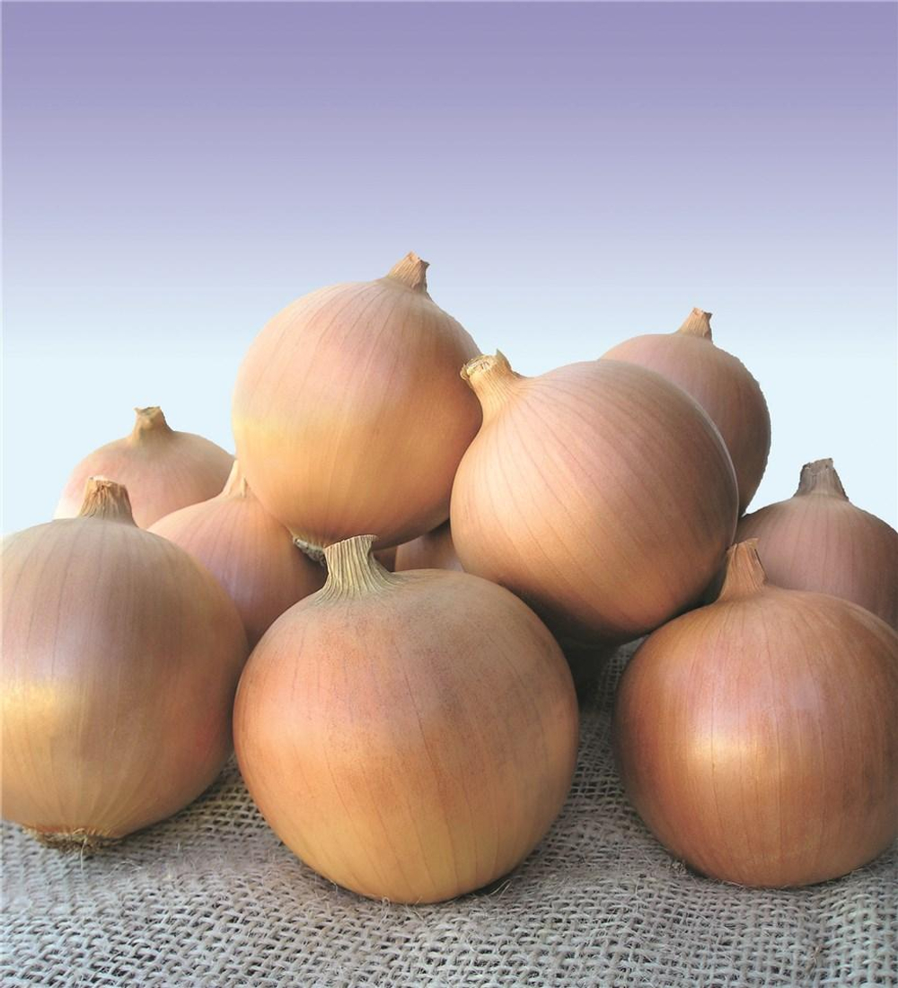 Сибирь семена лука репчатого (Bejo / Бейо)