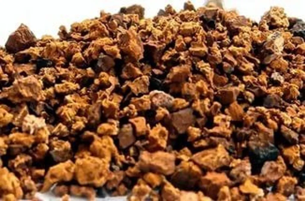 Чага (березовый гриб)