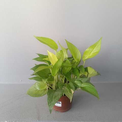 Эпипремиум Голден Потос