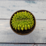 Gymnocalycium Spineless Crested form (Гимнокалициум Кристатный)