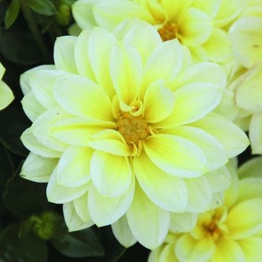 1790 Георгин LUBEGA LEMON ICE