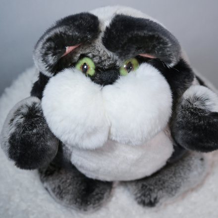 Кот Марсель (черно-шиншилловый) - уникальный окрас