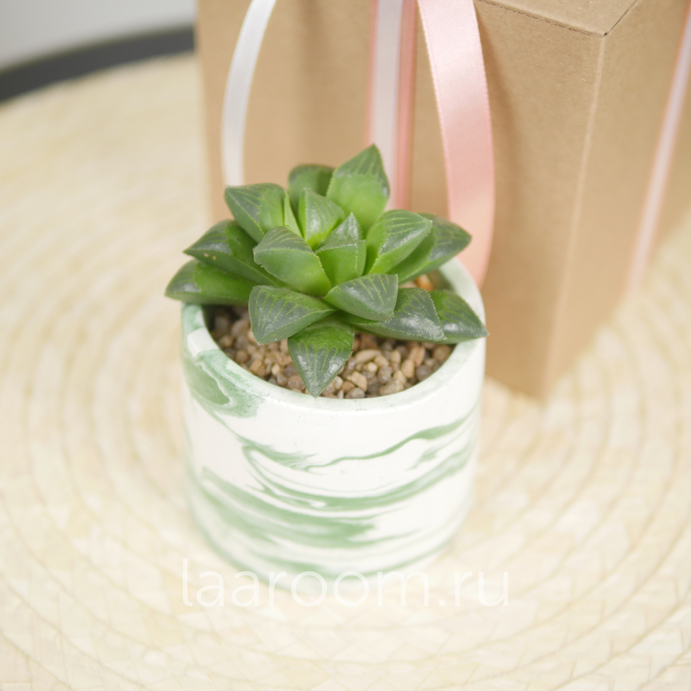 Суккулент в кашпо №4
