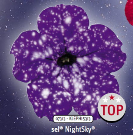ЕВРО Петуния sky family Night sky укорененный черенок ОКС начало декабря
