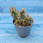 Tephrocactus Molinensis Red Glochids (Тефрокактус)