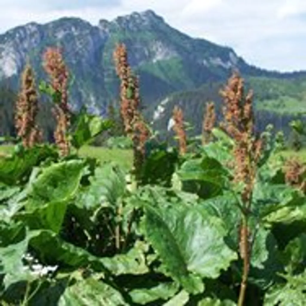 Щавель конский (корень)