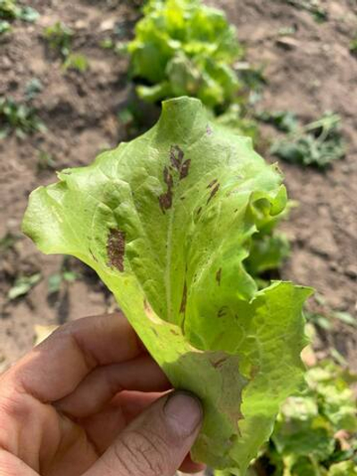 Салат сорта Гренобль