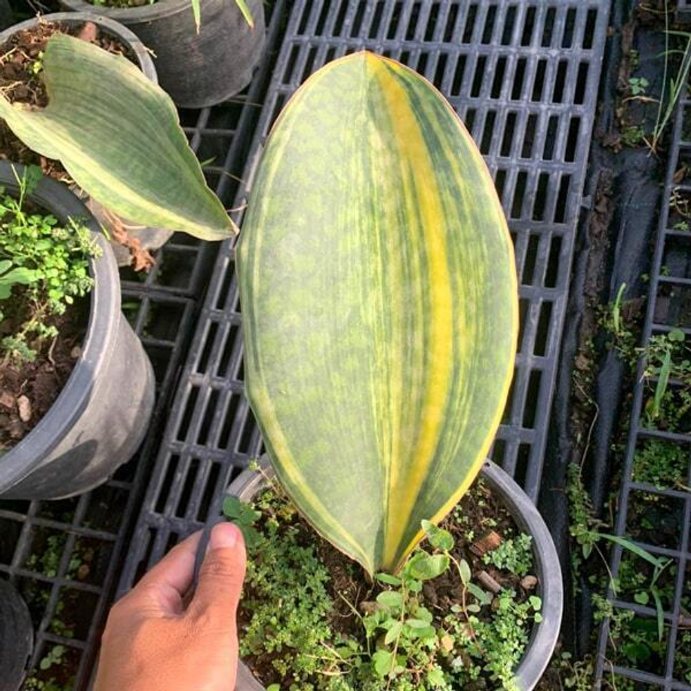 Сансевиерия MASONIANA CONGO