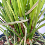 Антуриум Андрэ SWEET DREAM