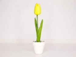 Тюльпан в горшке