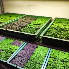 Брокколи на корне / 1 шт