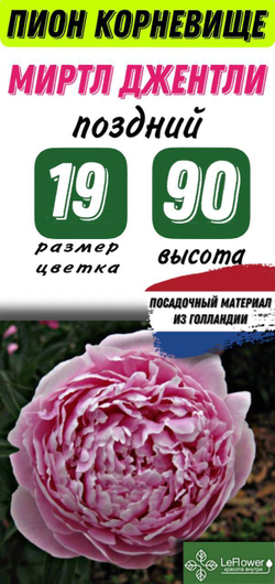 Пион Корневище, Миртл Джентли, 3+ почек, 1шт