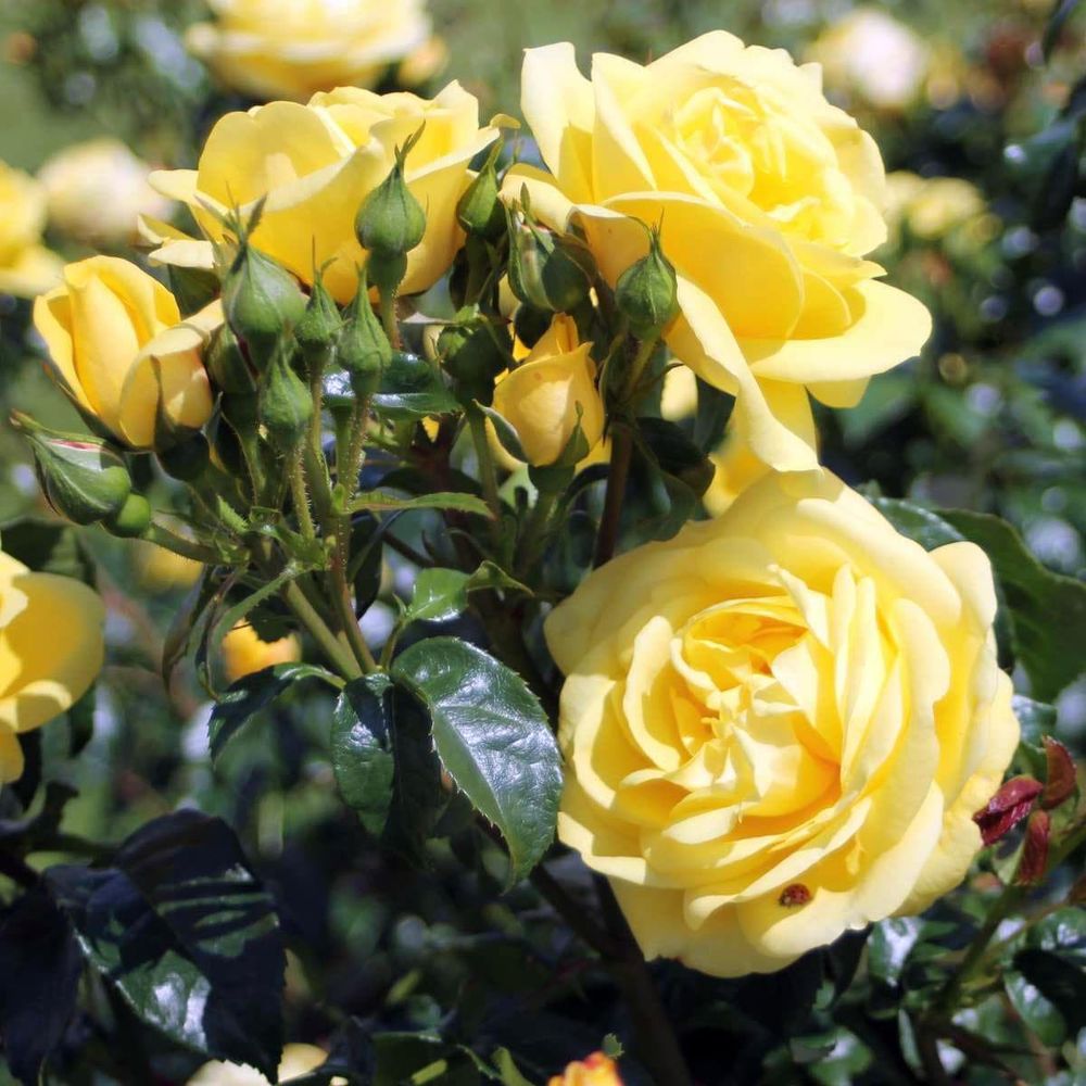 София Ренессанс (Sophia Renaissance)