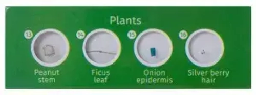 Набор микропрепаратов Levenhuk LabZZ P12, растения