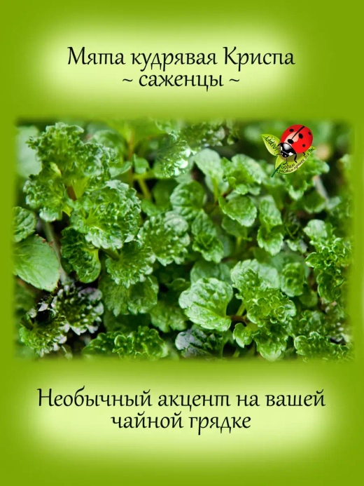 Мята Криспа кудрявая кучерявая