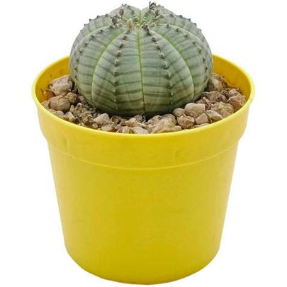 Купить суккуленты 🌵 - большой выбор живых растений для вашего дома и офиса