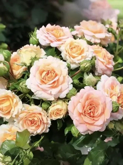 Роза шраб Концерто 94