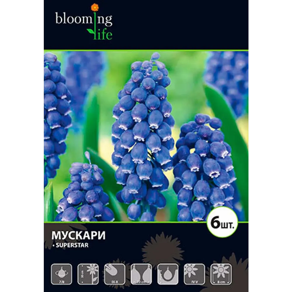 Мускари Суперстар луковицы 7/8 6 шт