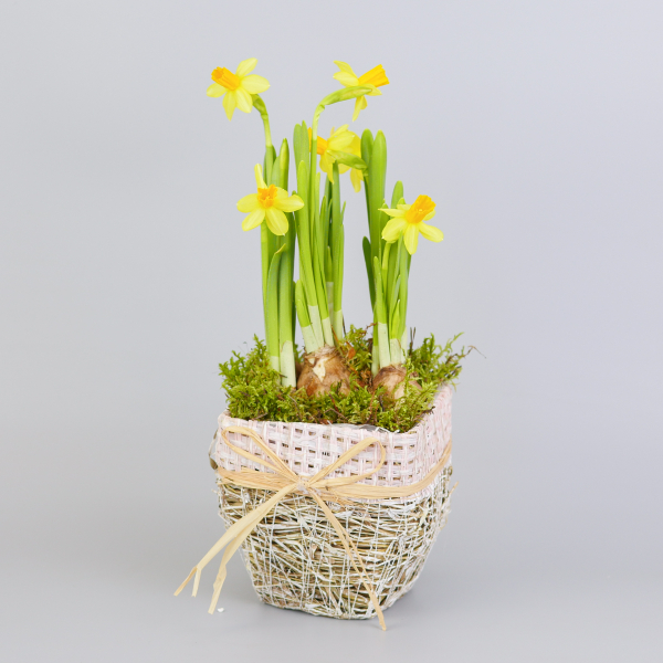 Композиция с первоцветами Нарцисс моно