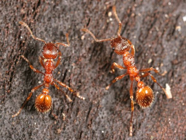 Муравьи как избавиться от муравьев на огороде и в саду навсегда