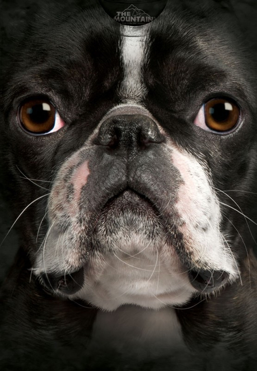 Футболка Mountain с изображением бостонского терьера - Boston Terrier Face