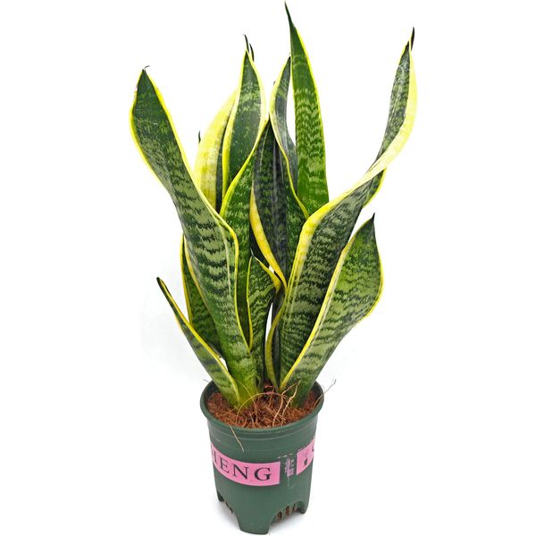 Сансевиерия трехполосная Лауренти