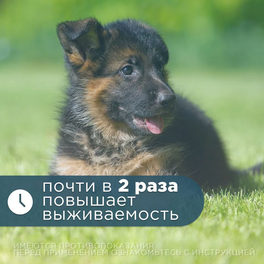 Таблетки от сердечной недостаточности у собак Ветмедин S 1,25мг, 50 таблеток