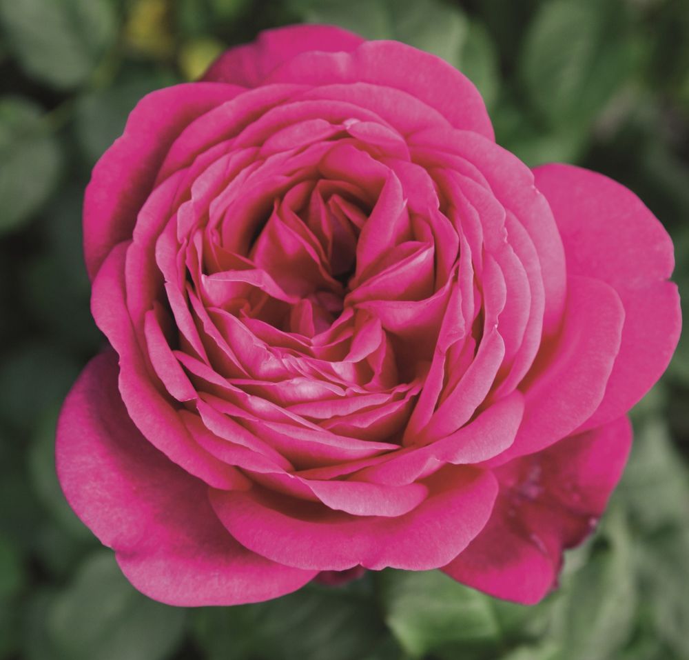 Роза чайно-гибридная Гёте