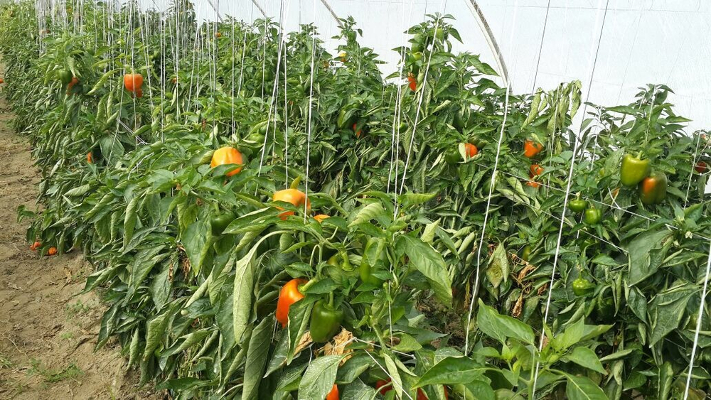 болгарский красный перец. зеленый перец, желтый перец- Египет