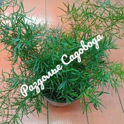 Аспарагус Шпренгера