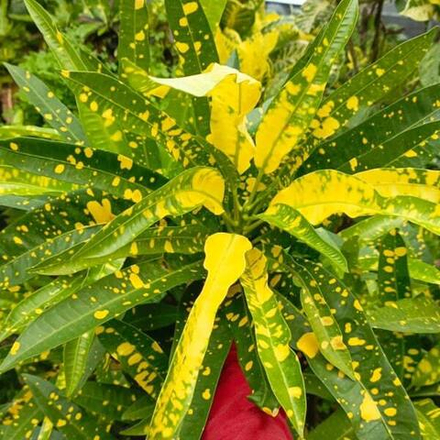 Кротон POLKADOT KUNING