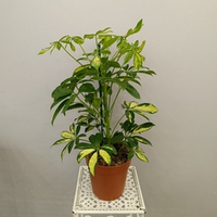 Шеффлера Герда