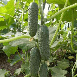 Огурец Бьерн F1 500 (семян)