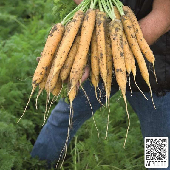 Мелло Йелло F1 семена моркови нантской (Bejo / Бейо) – фото 2