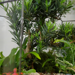 Готовый флорариум бонсай Подокарпус Бонсариум XL с озером