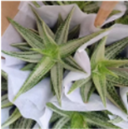 Алоэ Vera Brocade д.12